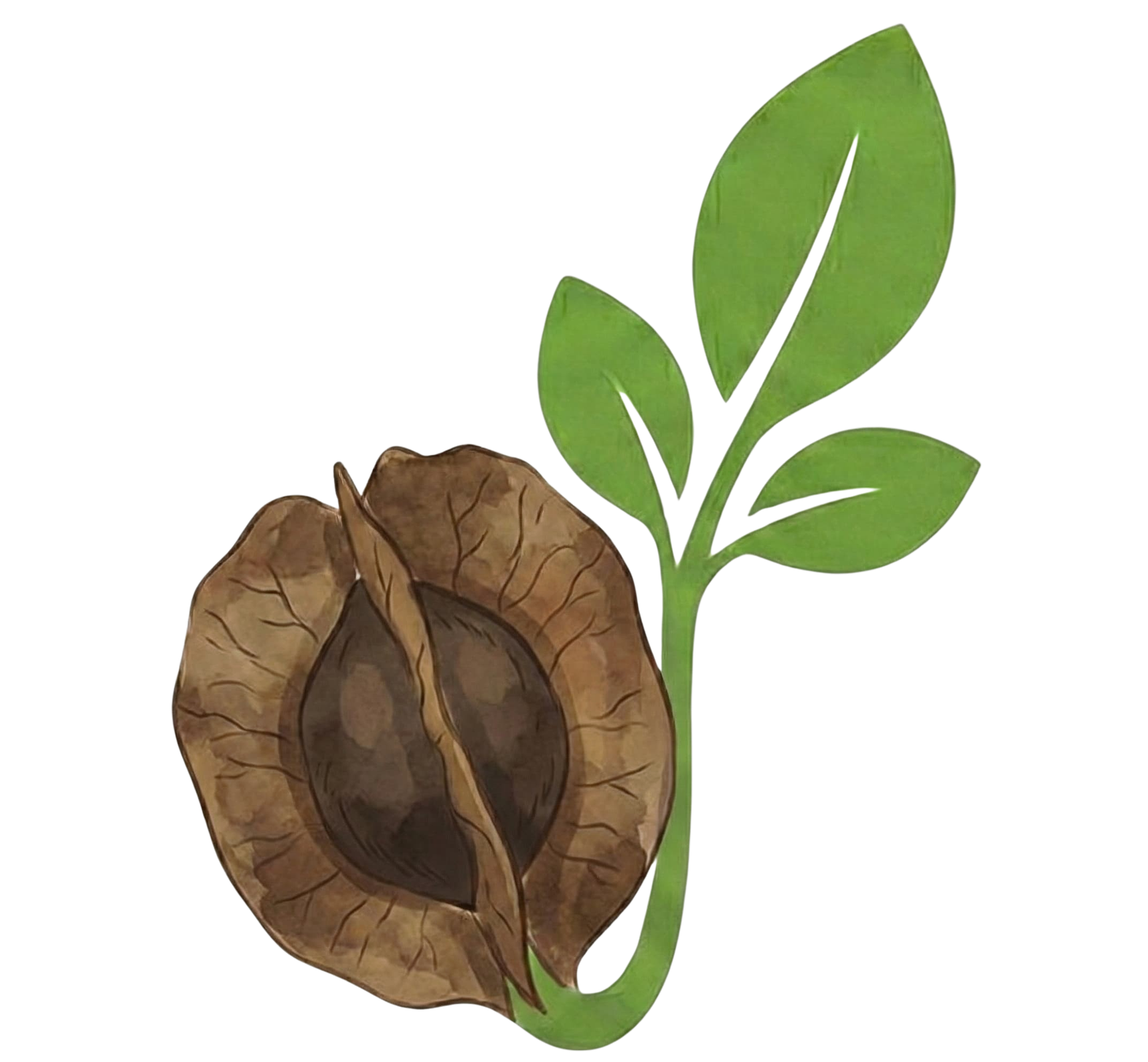 Moringa Essentials Logo