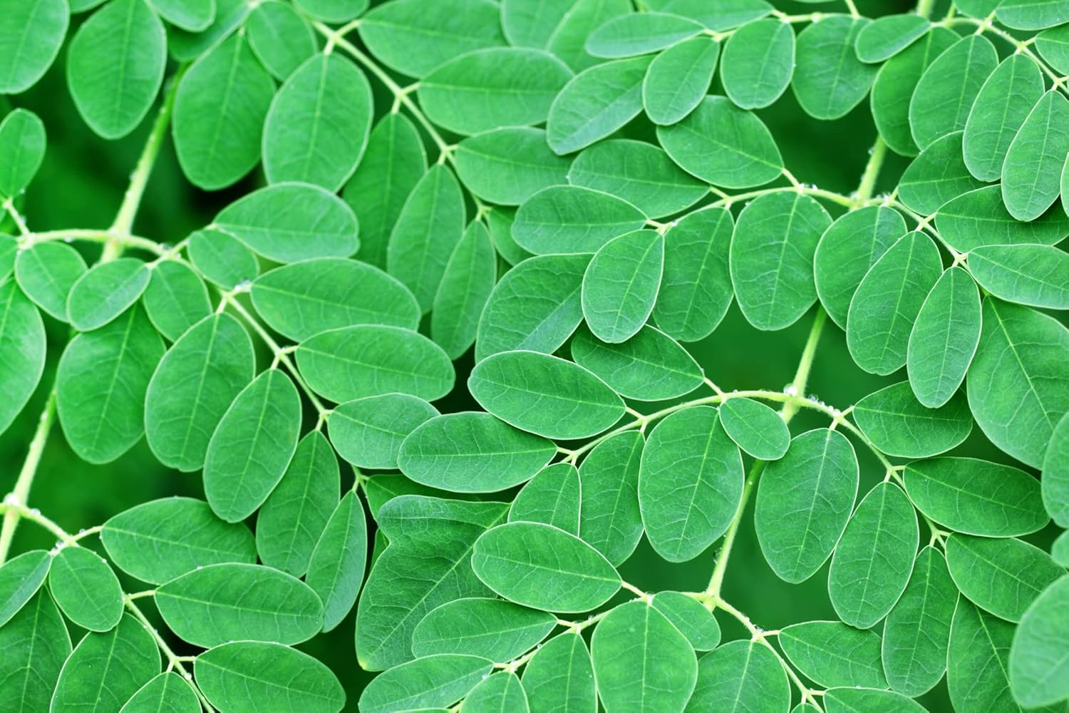 Dried Moringa Leaves